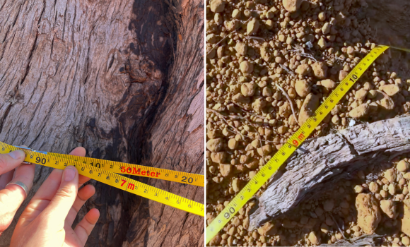 Two images showing the diameter of the jarrah tree and the distance of the disturbance from the jarrah tree.