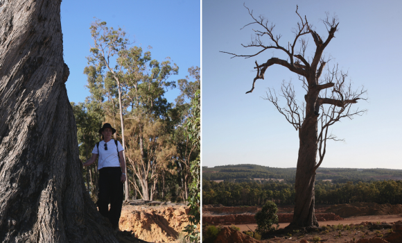 Two images shown side by side. Image on left shows Jess Beckerling MLC standing next to an ancient jarrah tree. The photo on the right shows an image of the ancient jarrah tree.